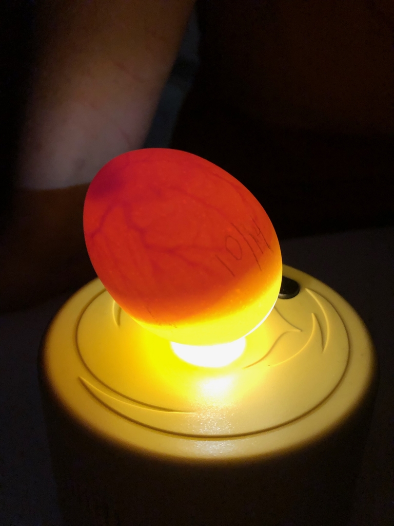 Egg