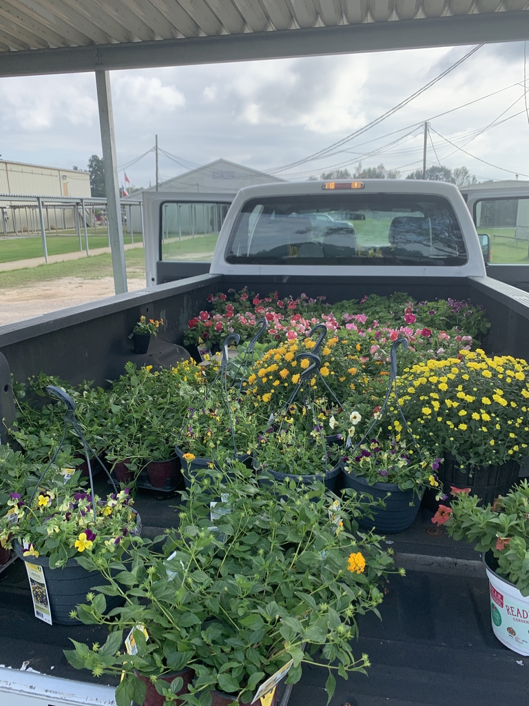 Plants